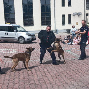 Pokaz sprawności psa