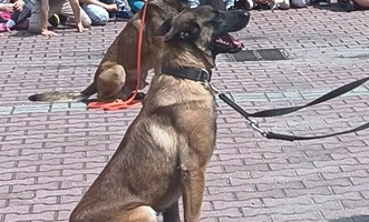 Policyjne czworonogi w akcji 